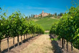 Montalcino